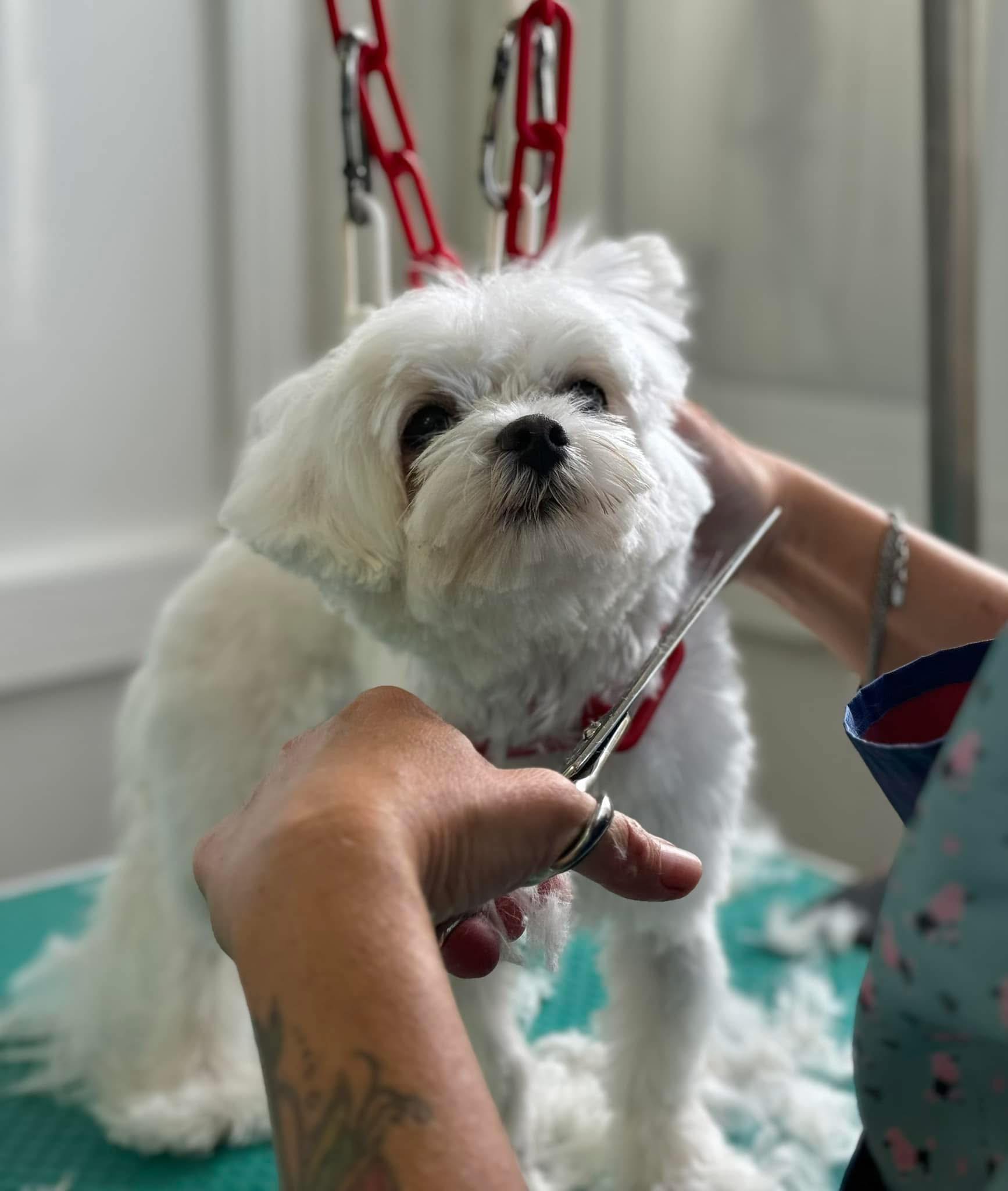 clinica veterinaria