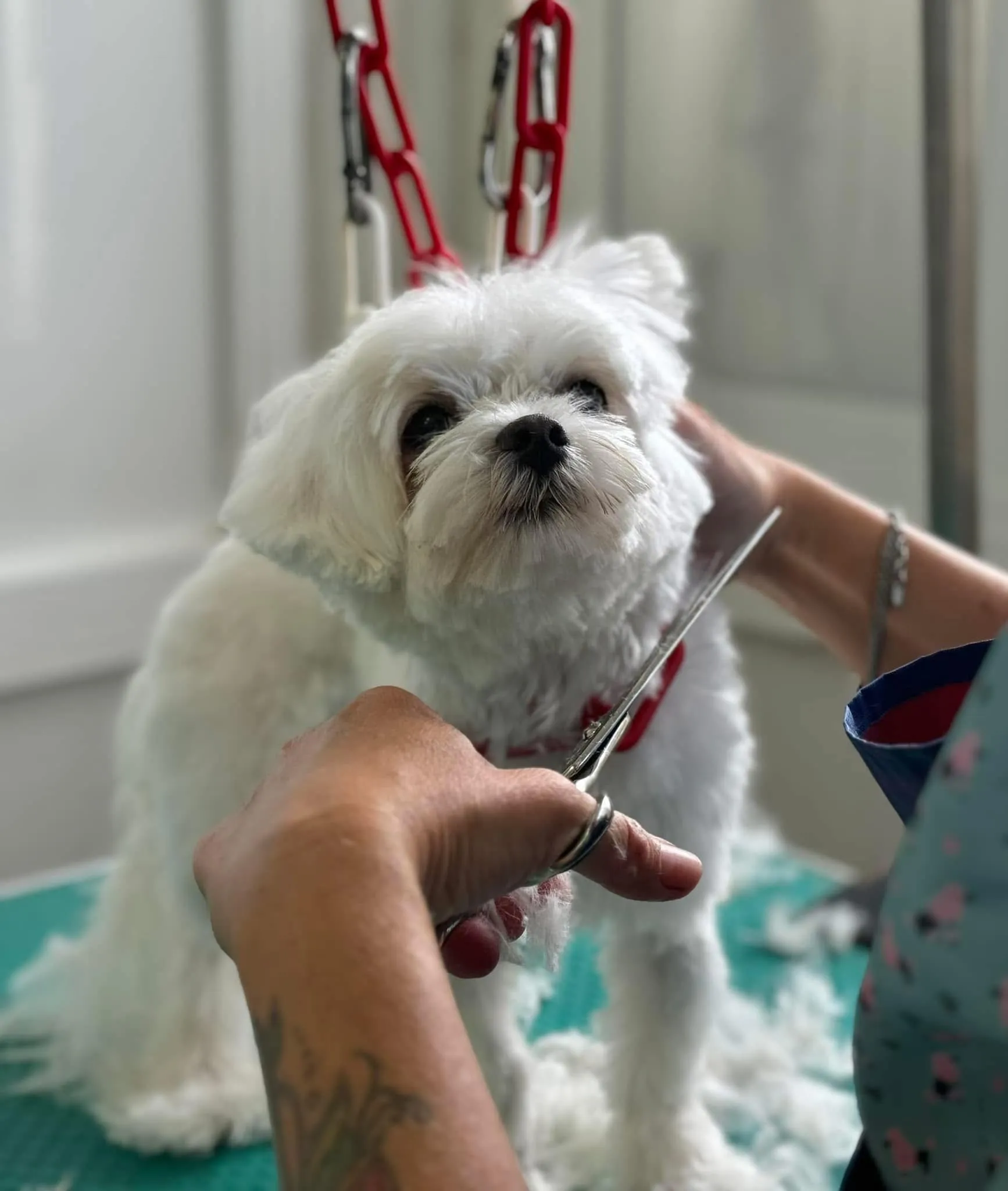 peluqueria
