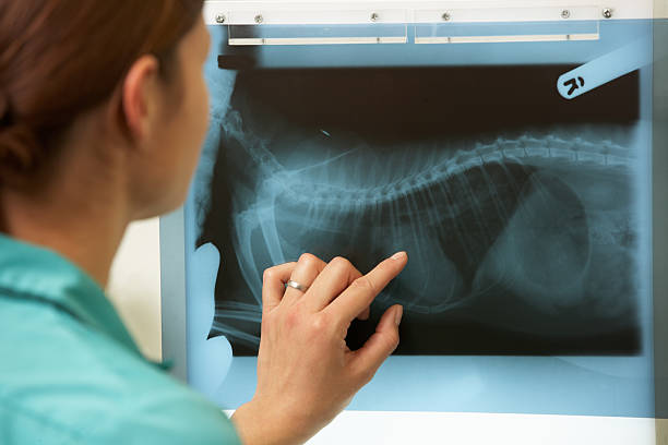 radiografia