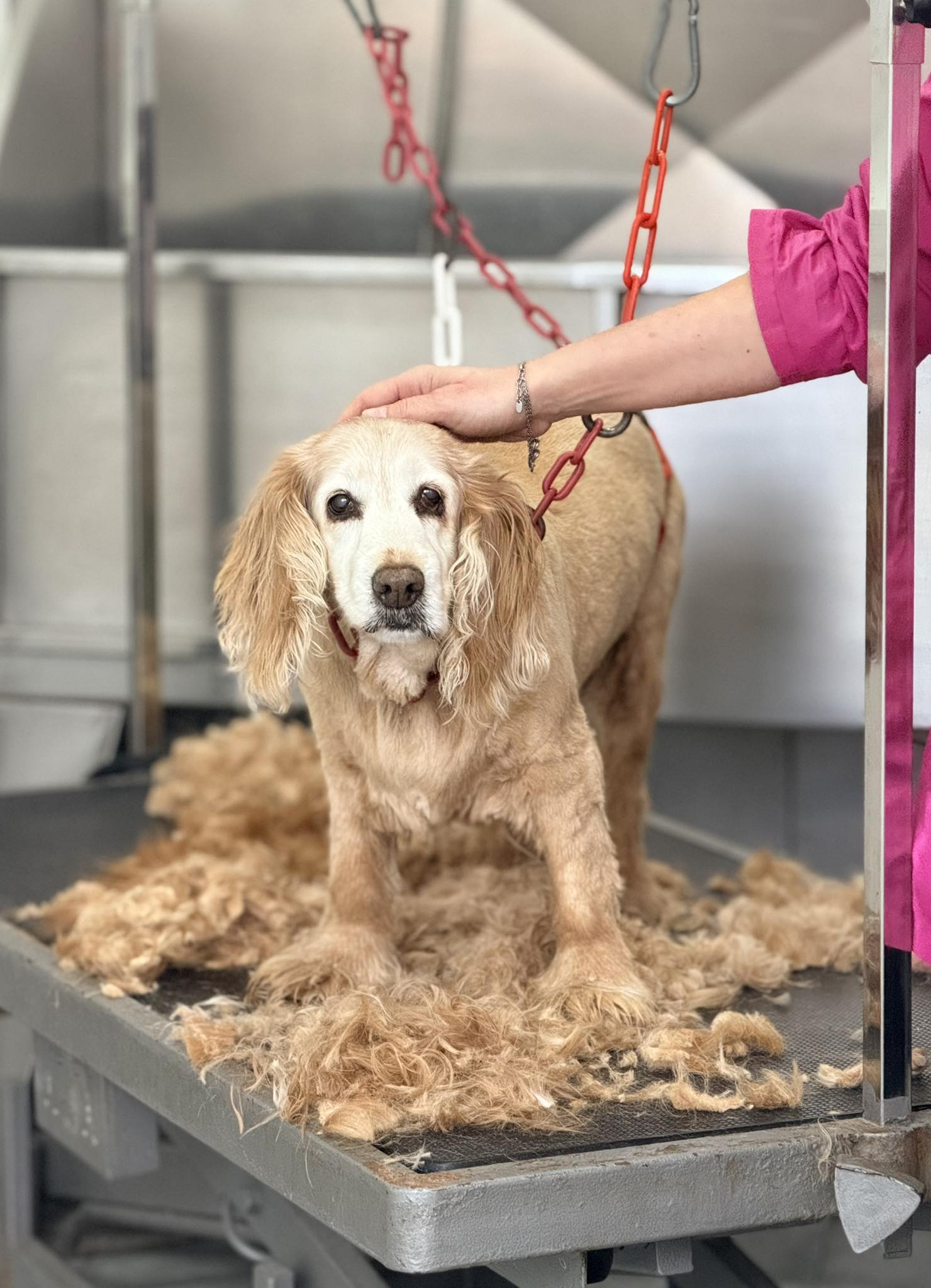 peluquería canina