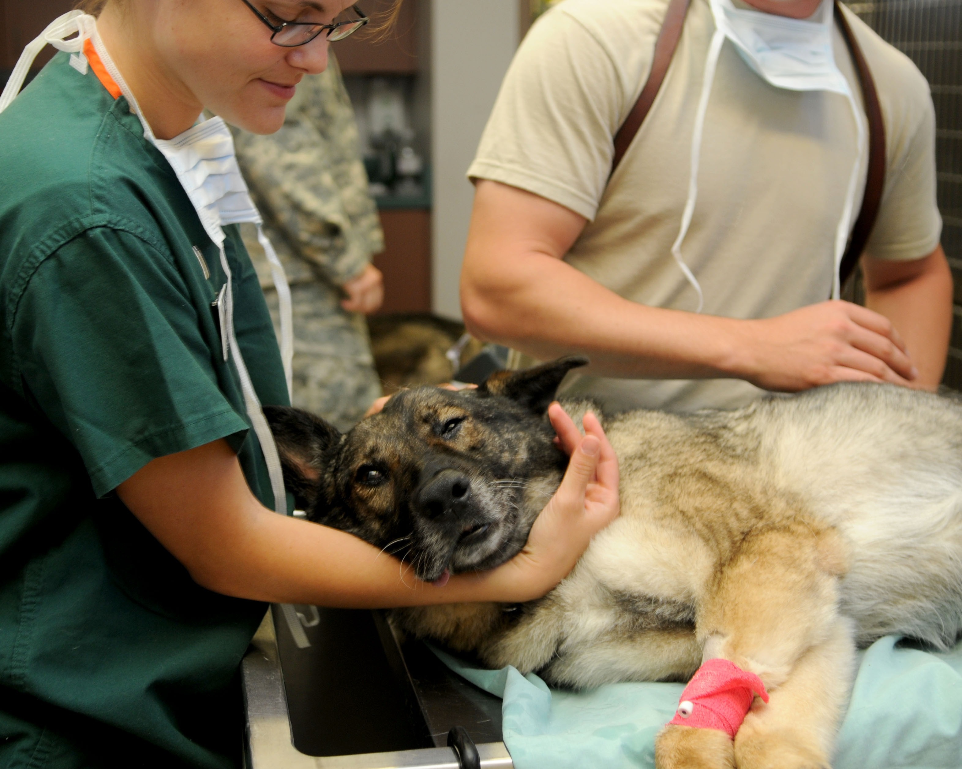 clinica veterinaria
