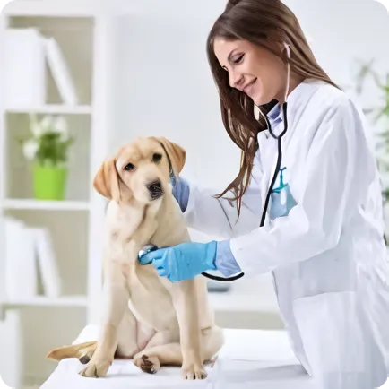 veterinario